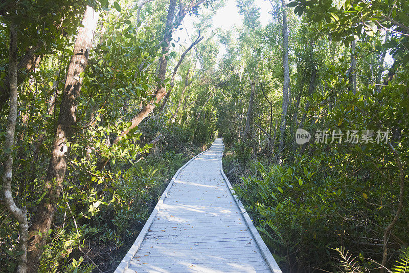 佛罗里达红树林沼泽地的木板路