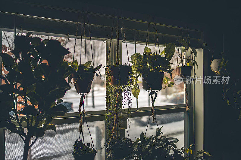 三盆植物，挂在窗户上