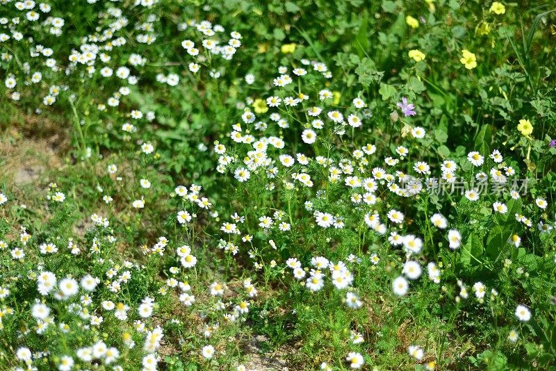 菊花菊花(洋甘菊)花