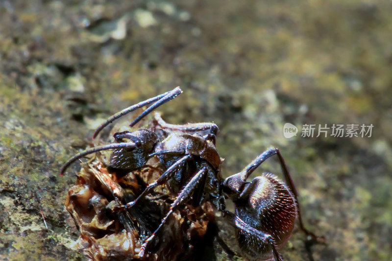 在自然栖息地的潜蚁详细特写。