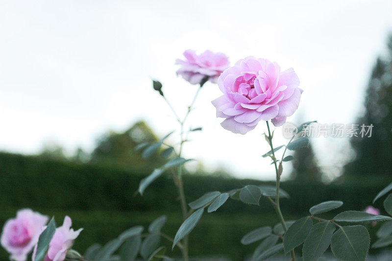 精心照料的花园里的野玫瑰