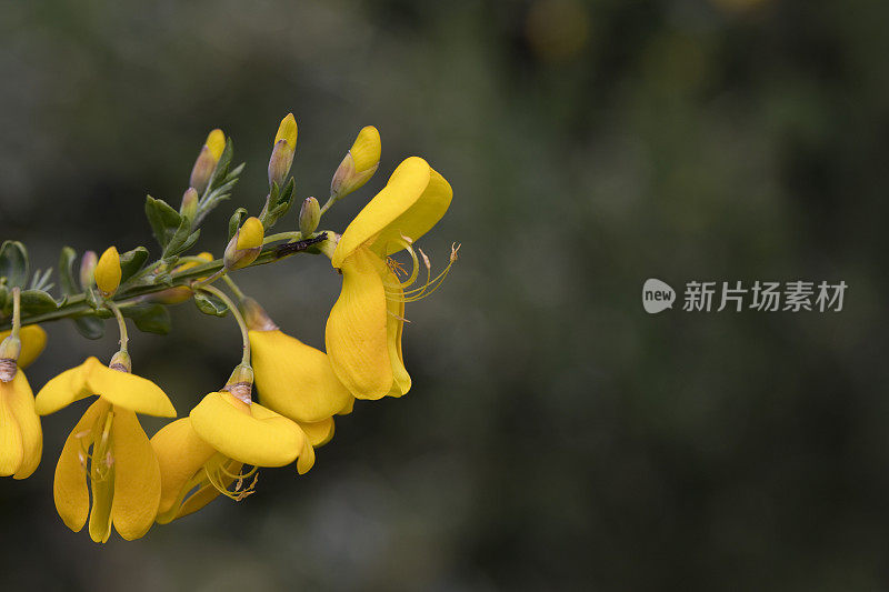 普通金雀花金雀花的黄色花，也被称为苏格兰金雀花。