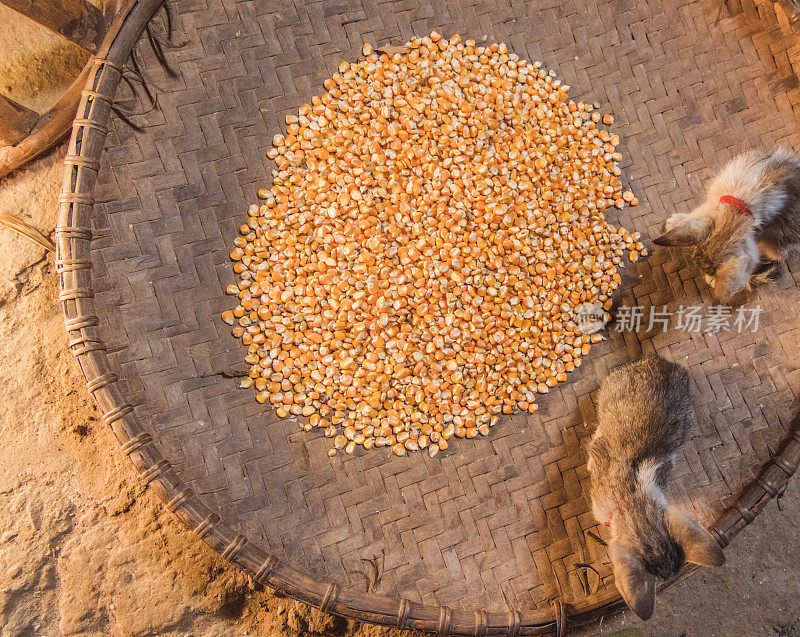 越南沙巴食品公司的玉米芯干燥