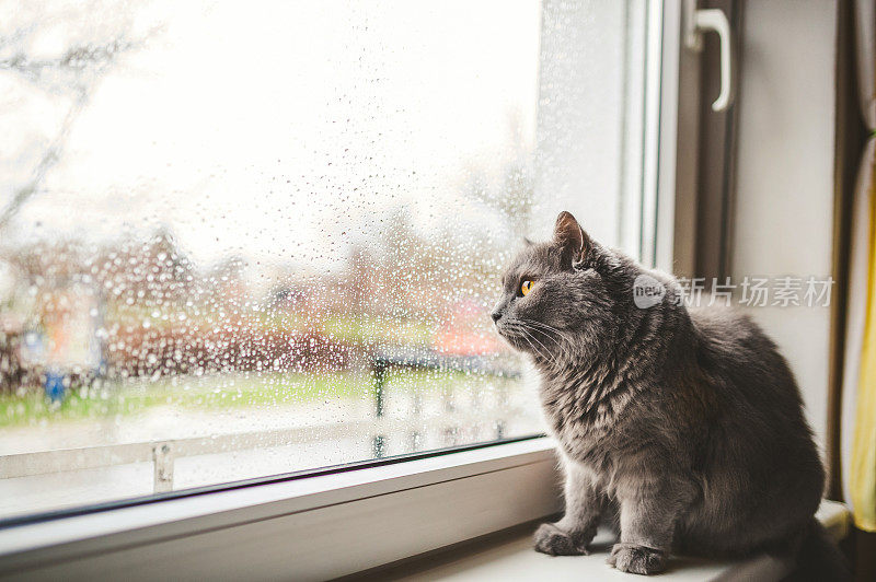 一只猫在雨天向外看