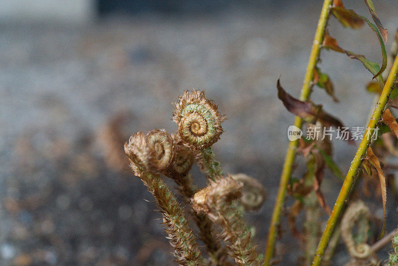 蕨类植物