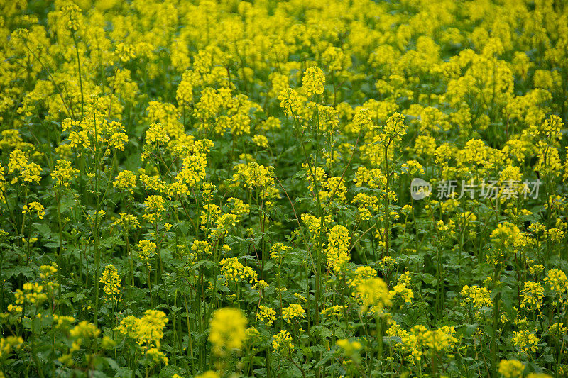 夏天的油菜田