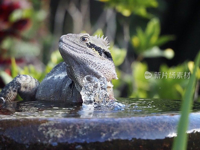 水龙坐在石头喷泉上