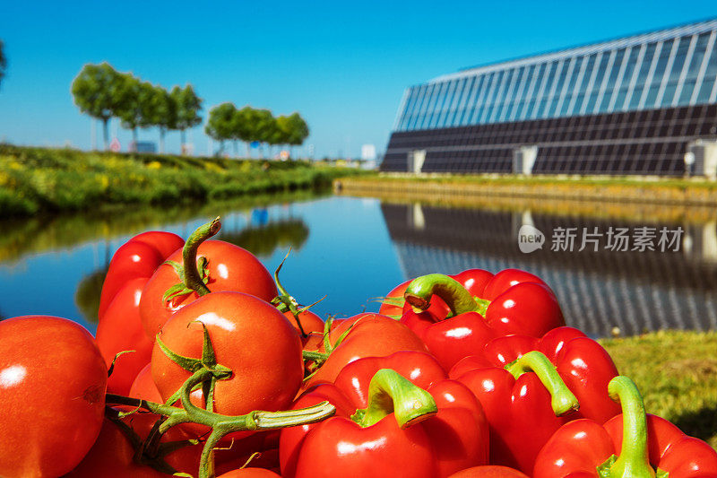 一个蔬菜农场太阳能电池板基地