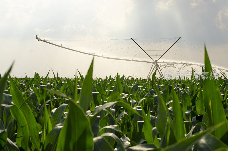 农业用喷灌机给玉米浇水