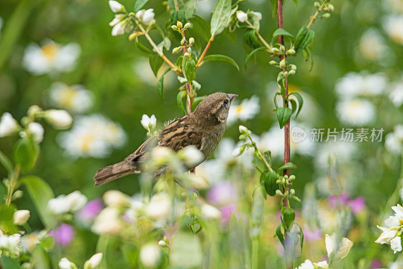 家麻雀和野花