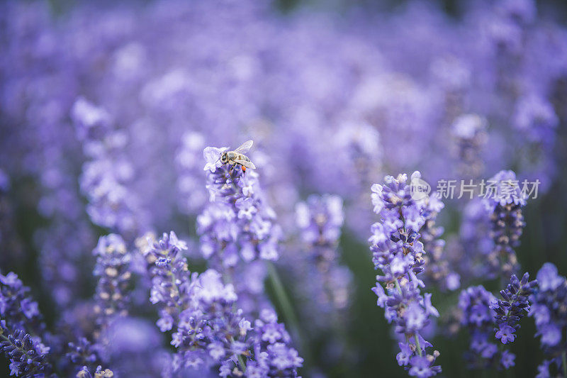 蜜蜂授粉薰衣草