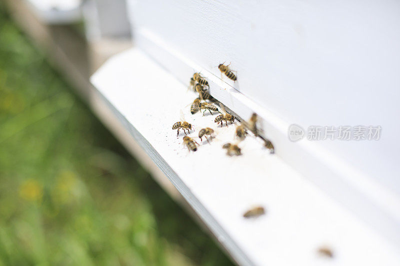 蜜蜂在蜂巢里飞来飞去