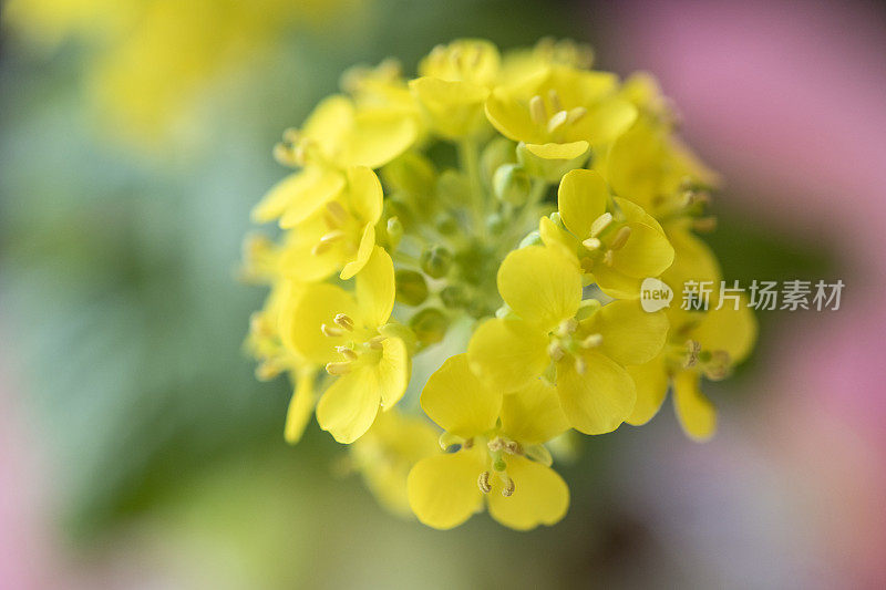 大白菜花在宏观