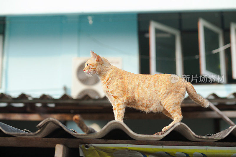 华欣屋顶上的橙色猫