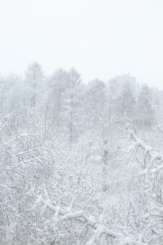 一夜的降雪之后