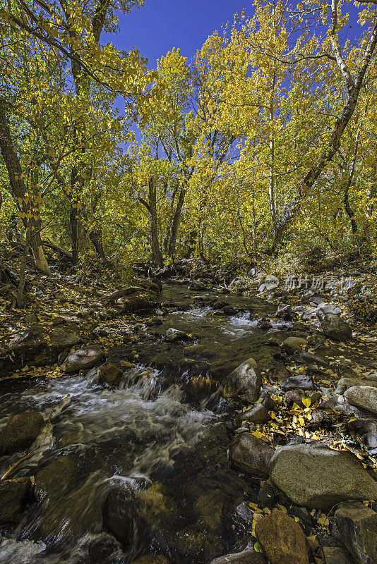 麦基溪峡谷位于加州内华达山脉东侧的因约国家森林。秋色来自白杨和黑杨木。