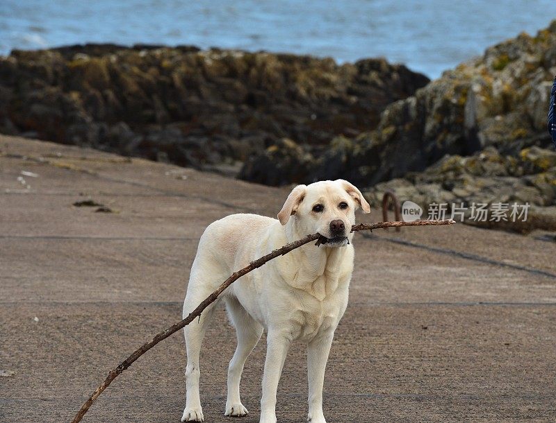 海滩上的拉布拉多寻回犬