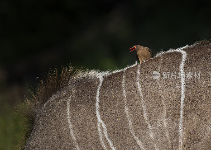 南非的鸟