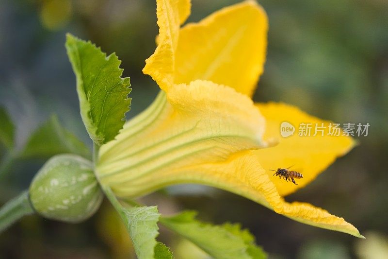 蜜蜂和受精的南瓜花