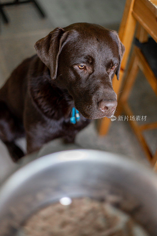 巧克力拉布拉多寻回犬1岁在家等待食物