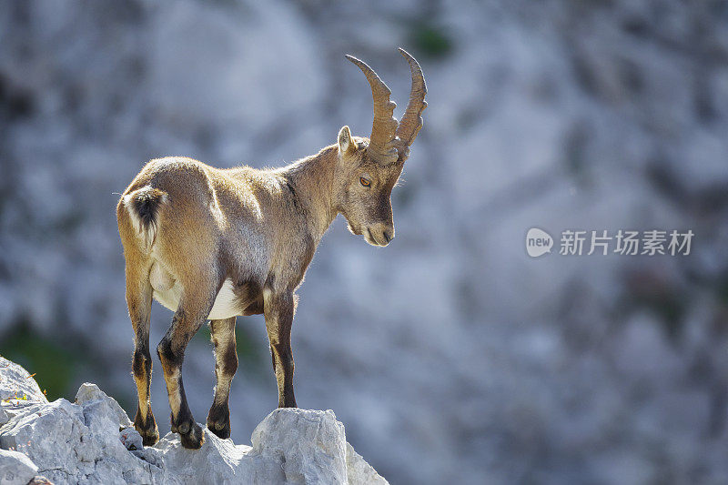 高山山羊摩羯座站在深渊向下看