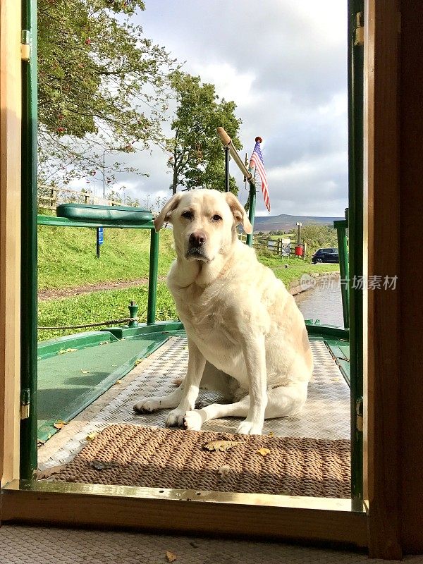 英国运河上的拉布拉多寻回犬