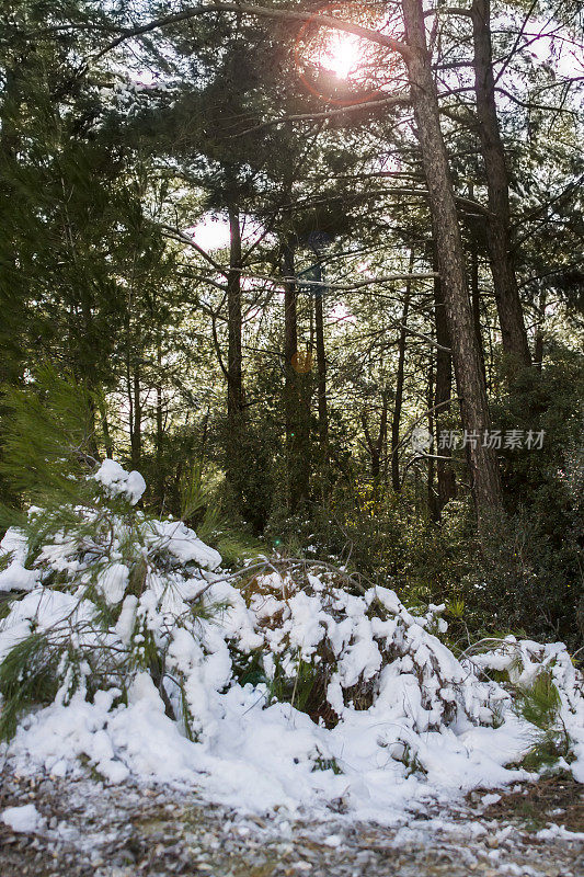 森林里的雪