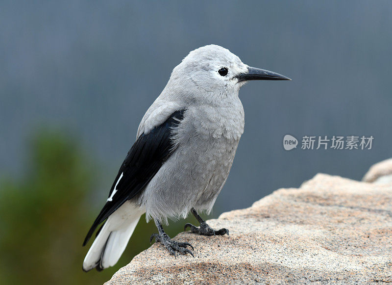 胡桃夹子,洛基山脉