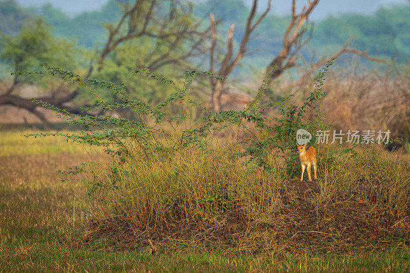在加纳keoladeo国家公园或印度拉贾斯坦邦的bharatpur鸟类保护区的金色小时日落光风景中，有斑点鹿或Chital或Cheetal或轴轴小鹿