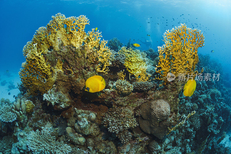 红海面具蝴蝶鱼鱼鱼水下海洋生物珊瑚礁水下照片水肺潜水员的观点