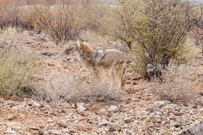 亚利桑那州南部萨瓜罗国家公园附近的郊狼