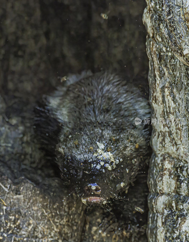 蜜獾或鼠獾，从树上爬出来，米莉沃娜capensis，丘比国家公园的萨乌特地区，博茨瓦纳，食肉目，鼬科，罕见。从树上出来，带着蜂箱和蜜蜂。