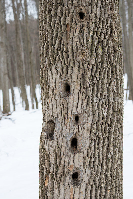 加拿大安大略省的森林里，满是啄木鸟啄出的洞的枫树树干