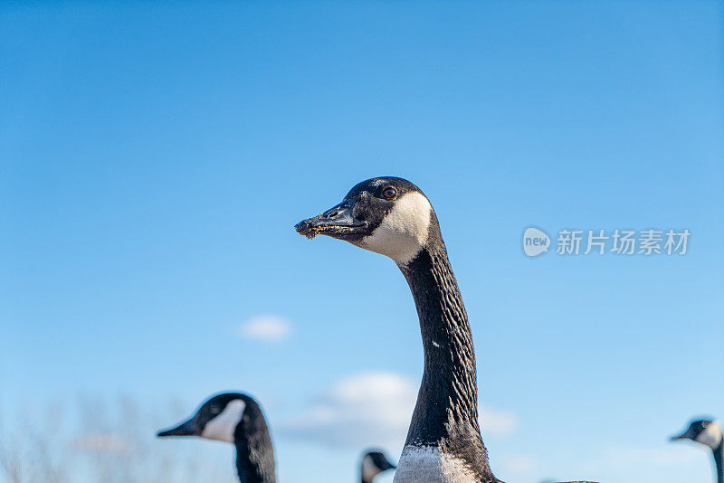 加拿大安大略湖斯卡伯勒悬崖公园的鹅