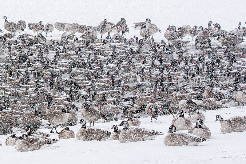 一群加拿大鹅在大部分结冰的湖面上，而且正在下雪