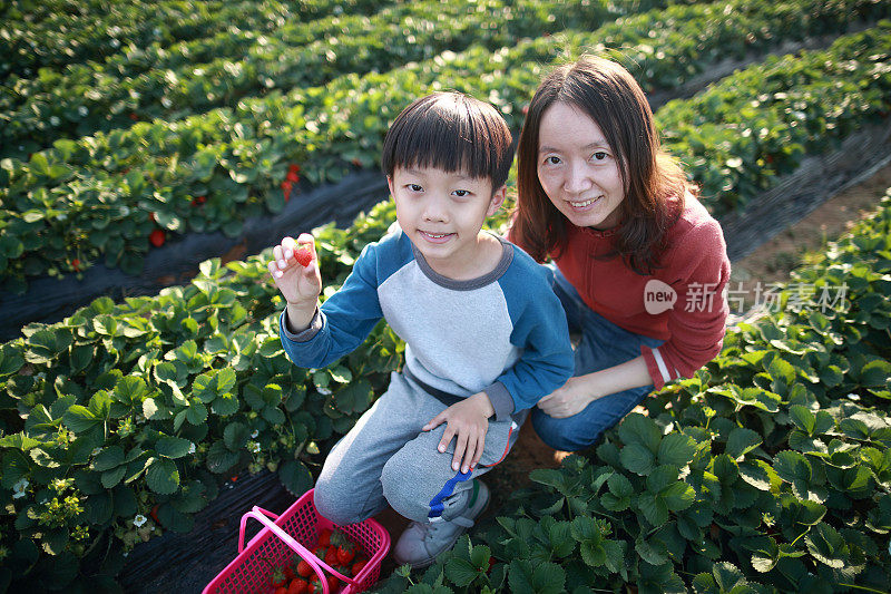 一个小男孩在农场外面摘草莓