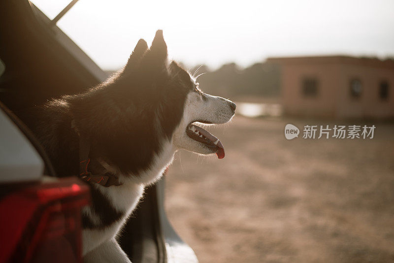 后备箱里的哈士奇狗