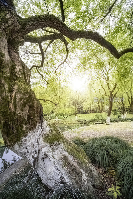 中国杭州西湖边的公园里有草坪和树木