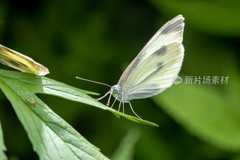 蝴蝶落在树叶上