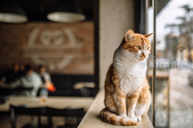 猫咪坐在咖啡馆的橱窗里