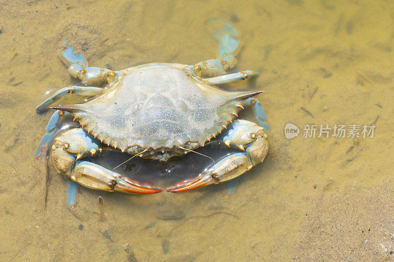 巴塞罗那加瓦海滩沙滩上的蓝蟹，大西洋蓝蟹