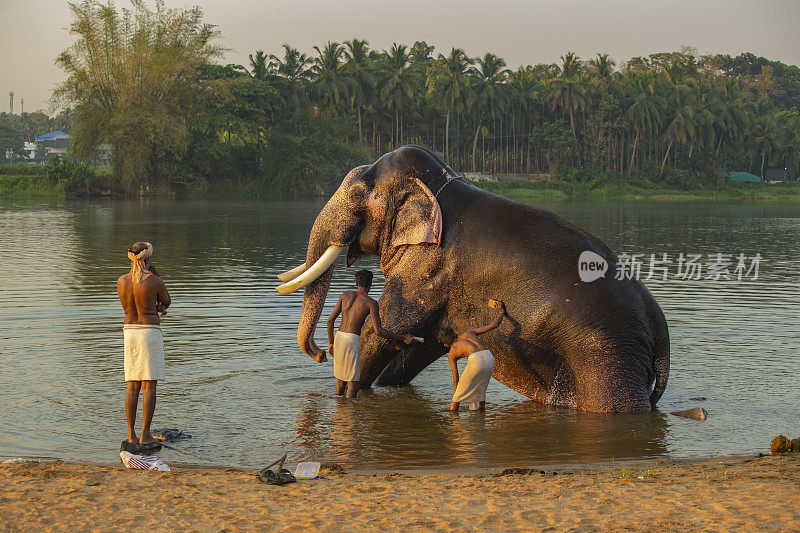 象夫，驯兽师，给大象洗澡