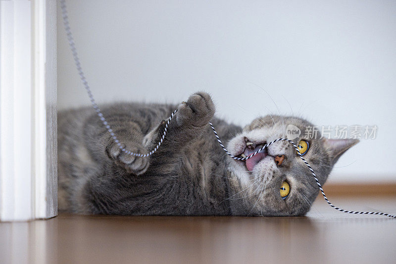 漂亮的猫在拼花地板上玩绳子