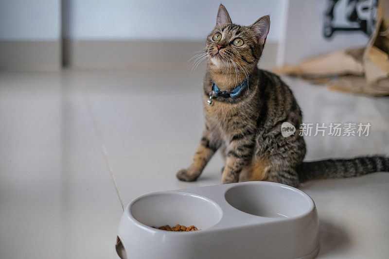 可爱的条纹猫等待食物