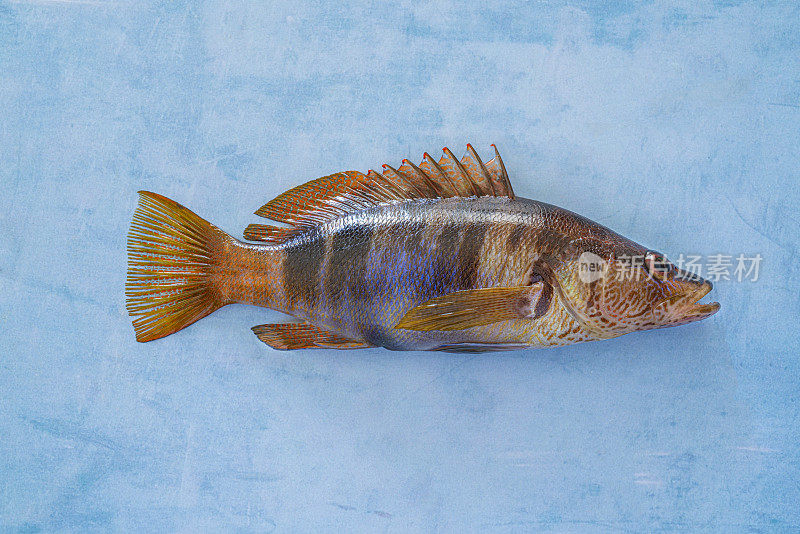 涂漆石斑鱼，地中海石斑鱼科的小鲈鱼科