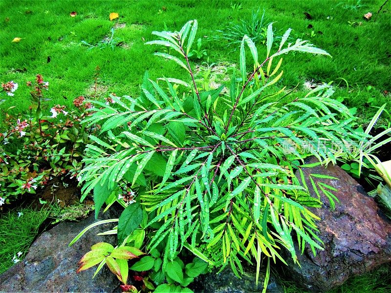 日本。7月。下雨的季节。