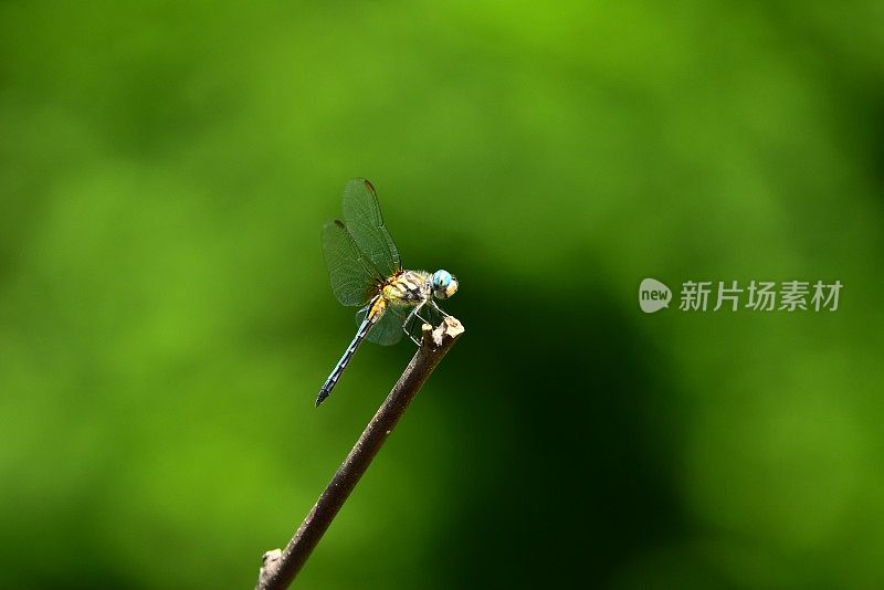 蜻蜓栖息