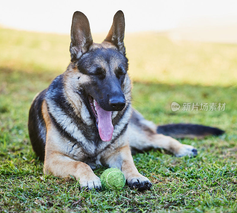 在家里，一只可爱的德国牧羊犬躺在外面的草地上