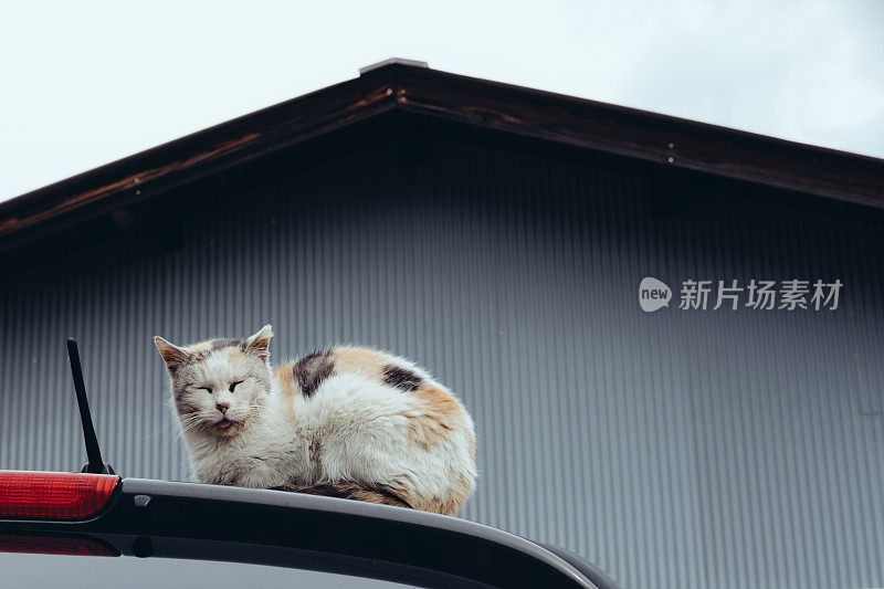 一只伸出舌头睡觉的老白花猫的形象