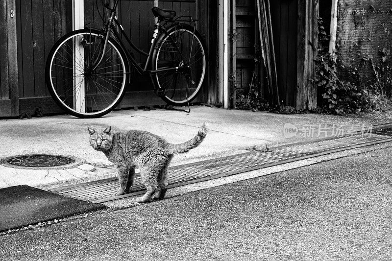 花斑猫鼻子下受伤，黑白